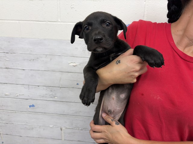 Shelter Stray Male Dog last seen BORN AT SHELTER, 333 Chandler Pl, San Bernardino, CA 92408, USA
