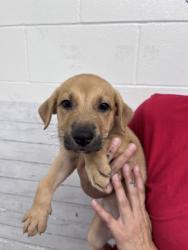 Shelter Stray Female Dog last seen BORN AT SHELTER, 333 Chandler Pl, San Bernardino, CA 92408, USA