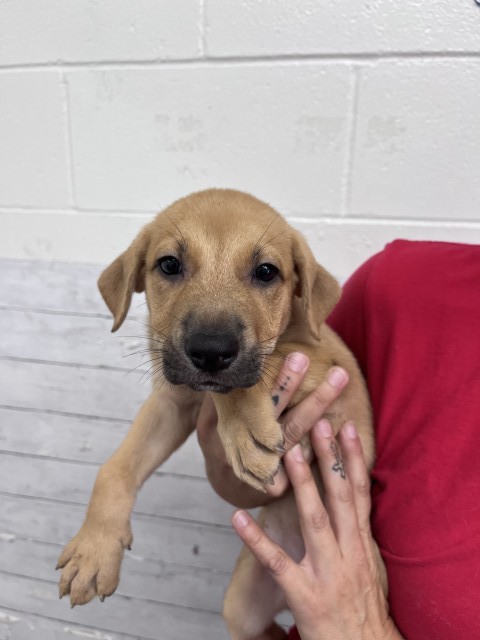 Shelter Stray Female Dog last seen BORN AT SHELTER, 333 Chandler Pl, San Bernardino, CA 92408, USA