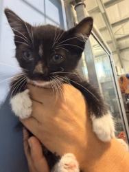 Shelter Stray Female Cat last seen , 333 Chandler Pl, San Bernardino, CA 92408, USA