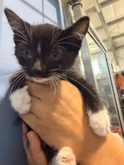 Shelter Stray Female Cat last seen , 333 Chandler Pl, San Bernardino, CA 92408, USA
