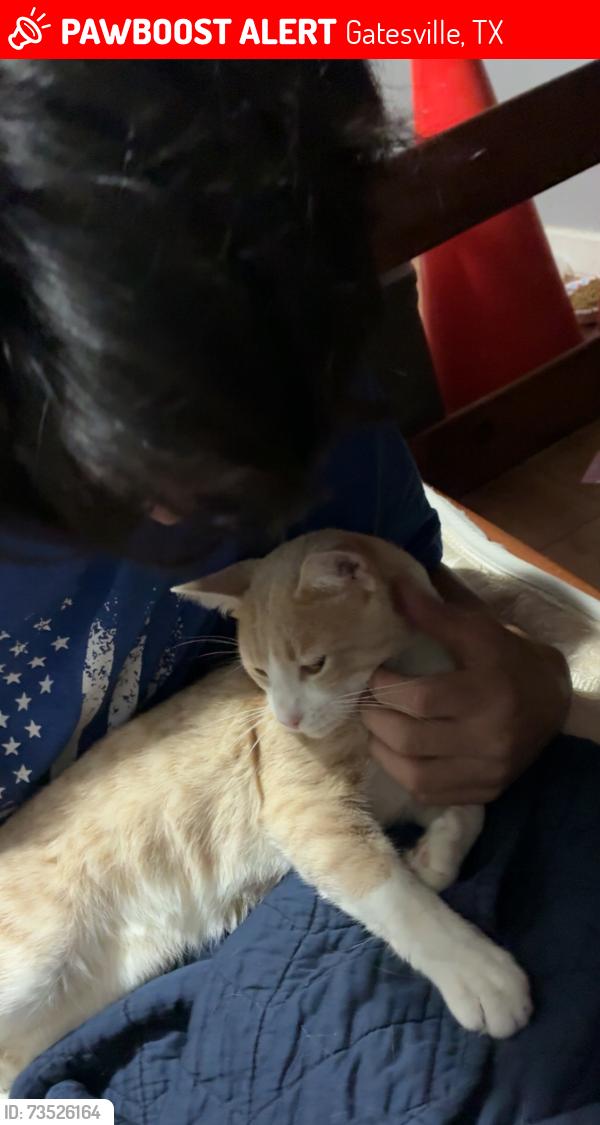 Lost Male Cat last seen apmt duplex across from golf course, Gatesville, TX 76528