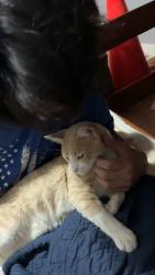 Lost Male Cat last seen apmt duplex across from golf course, Gatesville, TX 76528