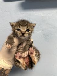 Shelter Stray Male Cat last seen NORTH HILLS DR, BAKERSFIELD CA 93308, 3951 Fruitvale Ave, Bakersfield, CA 93308, USA