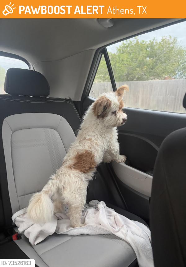 Found/Stray Male Dog last seen Athens St., Brownsville, TX 78520