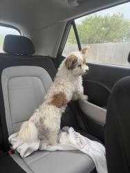 Found/Stray Male Dog last seen Athens St., Brownsville, TX 78520
