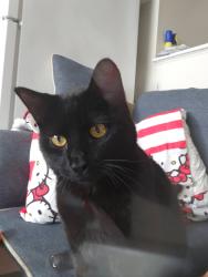 Reunited Male Cat last seen Greenville mall, Greenville, NC 27858