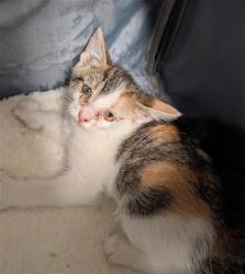 Shelter Stray Female Cat last seen Near BLOCK SMOKE CREEK AVE, BAKERSFIELD CA 93314, 3951 Fruitvale Ave, Bakersfield, CA 93308, USA