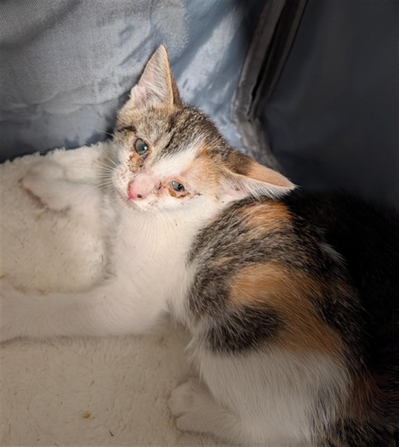 Shelter Stray Female Cat last seen Near BLOCK SMOKE CREEK AVE, BAKERSFIELD CA 93314, 3951 Fruitvale Ave, Bakersfield, CA 93308, USA