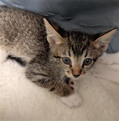 Shelter Stray Male Cat last seen Near BLOCK SMOKE CREEK AVE, BAKERSFIELD CA 93314, 3951 Fruitvale Ave, Bakersfield, CA 93308, USA