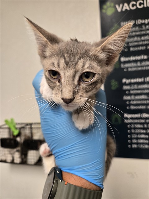 Shelter Stray Male Cat last seen Near BLOCK SMOKE CREEK AVE, BAKERSFIELD CA 93314, 3951 Fruitvale Ave, Bakersfield, CA 93308, USA