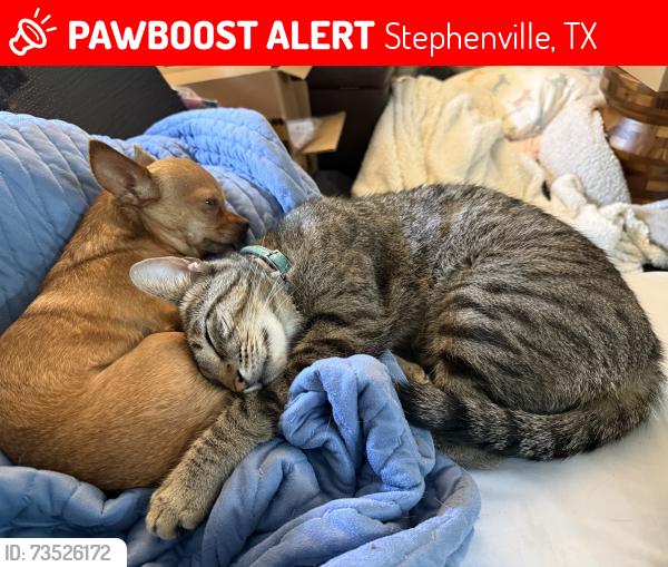 Lost Male Cat last seen W Groesbeck St/S 5th Ave, Stephenville, TX 76401