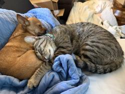 Lost Male Cat last seen W Groesbeck St/S 5th Ave, Stephenville, TX 76401