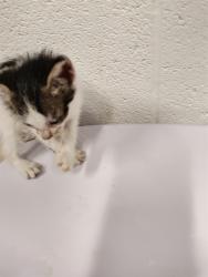 Shelter Stray Male Cat last seen WENTZVILLE, 4850 Mid Rivers Mall Dr, St Peters, MO 63376, USA