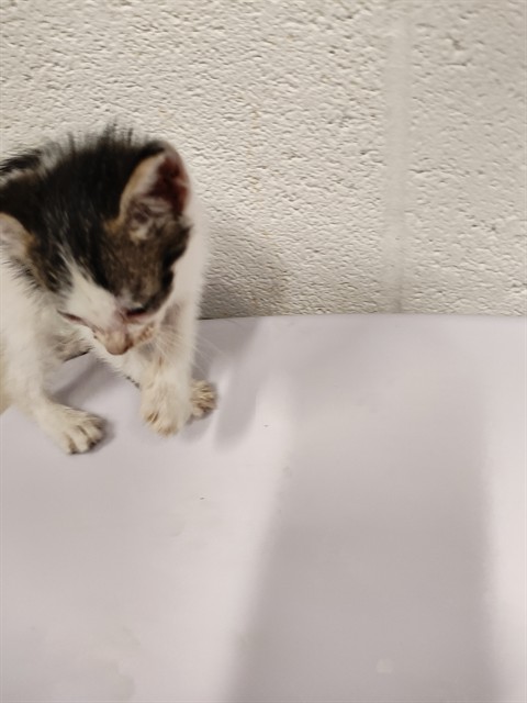 Shelter Stray Male Cat last seen WENTZVILLE, 4850 Mid Rivers Mall Dr, St Peters, MO 63376, USA