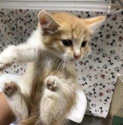 Shelter Stray Male Cat last seen Near BLOCK CANYON CREST DR, RIVERSIDE CA 92507, 6851 Van Buren Boulevard, Jurupa Valley, CA 92509, USA