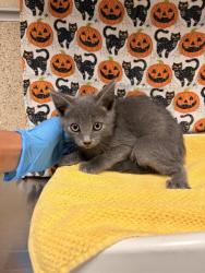 Shelter Stray Male Cat last seen Near BLOCK PROSPECT AVE, RIVERSIDE CA, 6851 Van Buren Boulevard, Jurupa Valley, CA 92509, USA