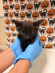 Shelter Stray Male Cat last seen Near BLOCK PROSPECT AVE, RIVERSIDE CA, 6851 Van Buren Boulevard, Jurupa Valley, CA 92509, USA