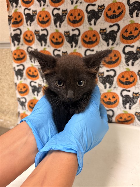 Shelter Stray Male Cat last seen Near BLOCK PROSPECT AVE, RIVERSIDE CA, 6851 Van Buren Boulevard, Jurupa Valley, CA 92509, USA