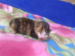 Shelter Stray Unknown Cat last seen HWY 160/ RIVER RD,95832, 3839 Bradshaw Rd, Sacramento, CA 95827, USA