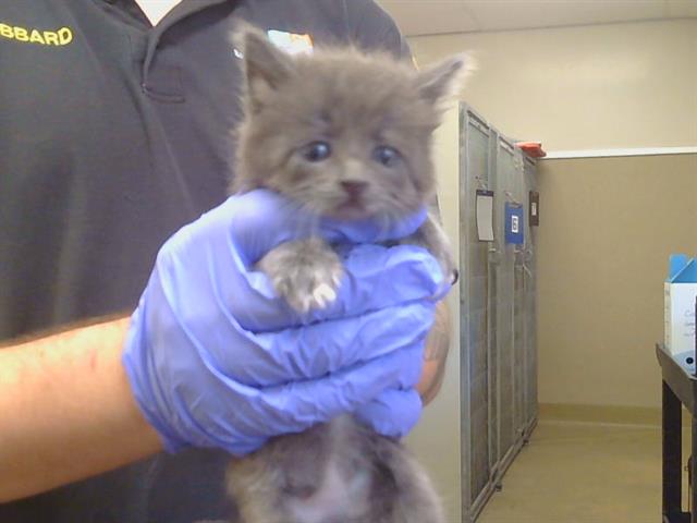 Shelter Stray Male Cat last seen A ST/NB 99, 95632, 3839 Bradshaw Rd, Sacramento, CA 95827, USA