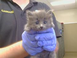 Shelter Stray Female Cat last seen A ST/NB 99, 95632, 3839 Bradshaw Rd, Sacramento, CA 95827, USA