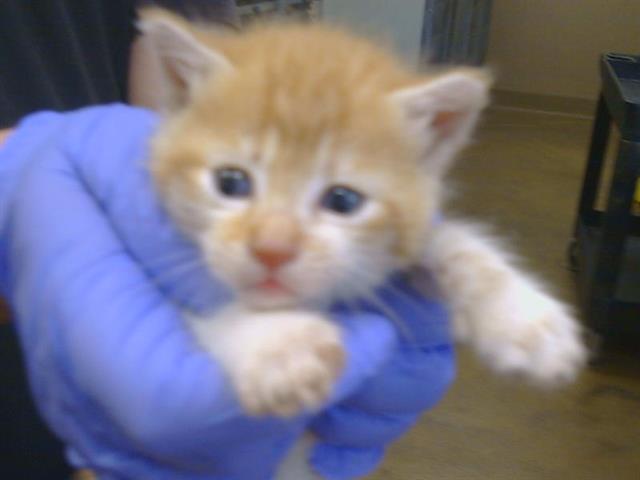 Shelter Stray Female Cat last seen MCFARLAND ST/TRUDY WAY, 95632, 3839 Bradshaw Rd, Sacramento, CA 95827, USA