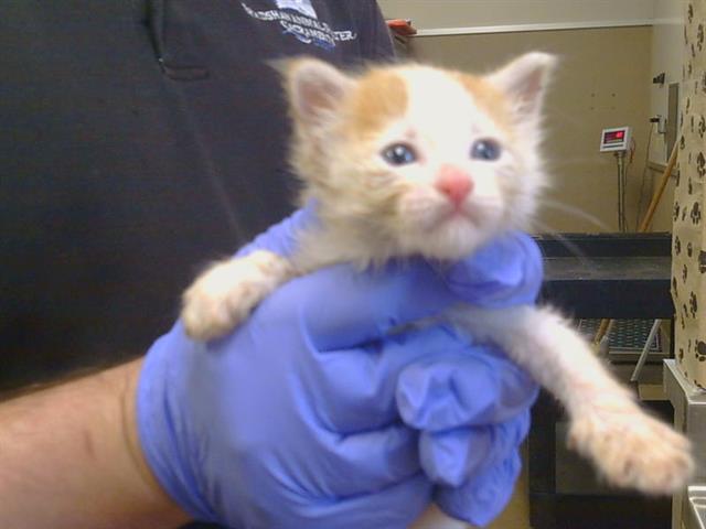 Shelter Stray Male Cat last seen MCFARLAND ST/TRUDY WAY, 95632, 3839 Bradshaw Rd, Sacramento, CA 95827, USA
