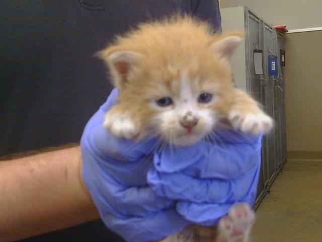 Shelter Stray Male Cat last seen MCFARLAND ST/TRUDY WAY, 95632, 3839 Bradshaw Rd, Sacramento, CA 95827, USA