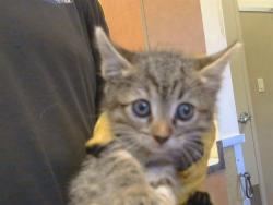 Shelter Stray Female Cat last seen VALLEY WOOD DR/TIOGAWOODS DR, 95828, 3839 Bradshaw Rd, Sacramento, CA 95827, USA