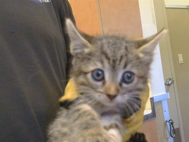 Shelter Stray Female Cat last seen VALLEY WOOD DR/TIOGAWOODS DR, 95828, 3839 Bradshaw Rd, Sacramento, CA 95827, USA