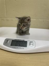 Shelter Stray Female Cat last seen CHERYL WAY & TEEKAY WAY, 2127 Front St, Sacramento, CA 95818, USA