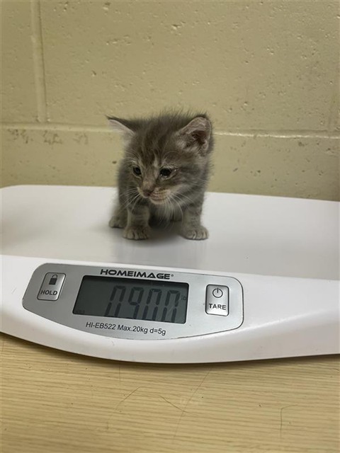Shelter Stray Female Cat last seen CHERYL WAY & TEEKAY WAY, 2127 Front St, Sacramento, CA 95818, USA