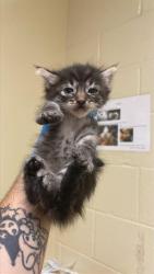 Shelter Stray Male Cat last seen CHERYL WAY & TEEKAY WAY, 2127 Front St, Sacramento, CA 95818, USA
