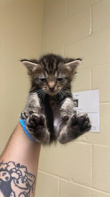 Shelter Stray Female Cat last seen CHERYL WAY & TEEKAY WAY, 2127 Front St, Sacramento, CA 95818, USA