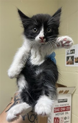 Shelter Stray Male Cat last seen S LAND PARK DR & 43RD AVE, 2127 Front St, Sacramento, CA 95818, USA