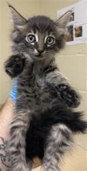 Shelter Stray Male Cat last seen S LAND PARK DR & 43RD AVE, 2127 Front St, Sacramento, CA 95818, USA