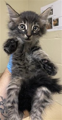 Shelter Stray Male Cat last seen S LAND PARK DR & 43RD AVE, 2127 Front St, Sacramento, CA 95818, USA