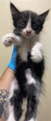 Shelter Stray Female Cat last seen S LAND PARK DR & 43RD AVE, 2127 Front St, Sacramento, CA 95818, USA