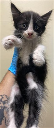 Shelter Stray Female Cat last seen S LAND PARK DR & 43RD AVE, 2127 Front St, Sacramento, CA 95818, USA