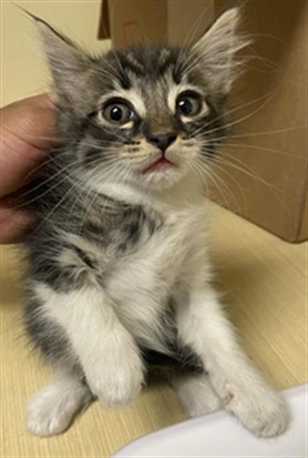 Shelter Stray Male Cat last seen S LAND PARK DR & 43RD AVE, 2127 Front St, Sacramento, CA 95818, USA