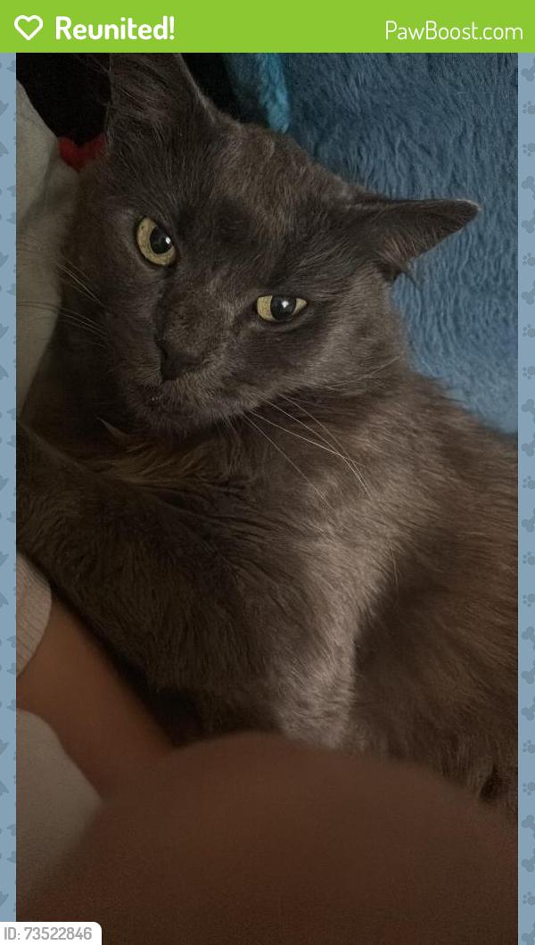 Reunited Male Cat last seen Alleyway or front yards hiding, Oxnard, CA 93033