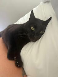 Lost Female Cat last seen Under and Southern, Rio Rancho, NM 87124