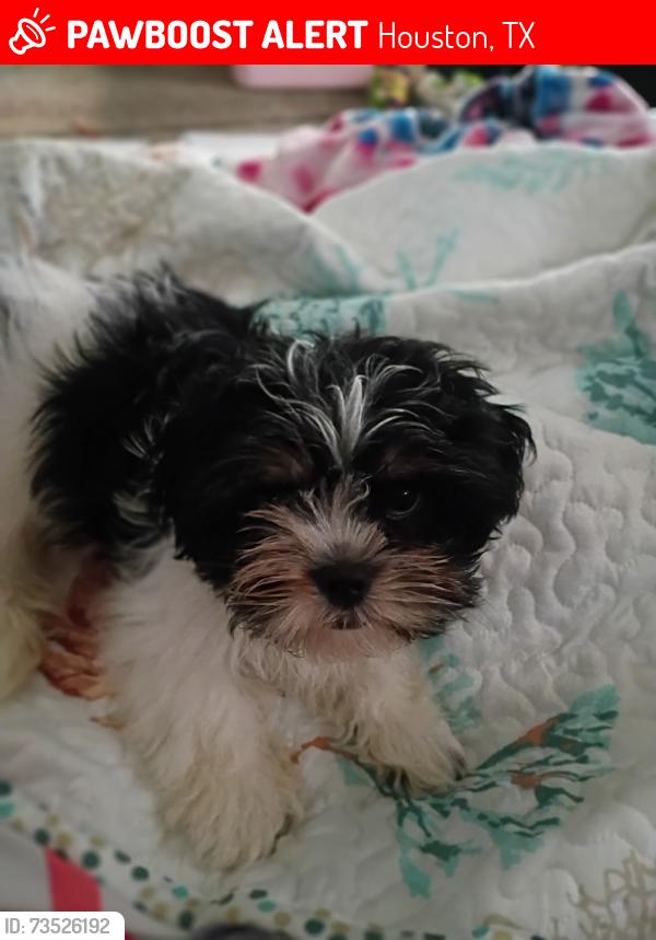 Lost Male Dog last seen FM 1960 and Jones Rd, Houston, TX 77090