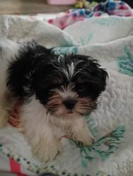 Lost Male Dog last seen FM 1960 and Jones Rd, Houston, TX 77090