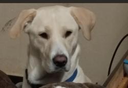 Lost Female Dog last seen Winrock Blvd, Houston, TX 77046