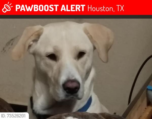Lost Female Dog last seen Winrock Blvd, Houston, TX 77046