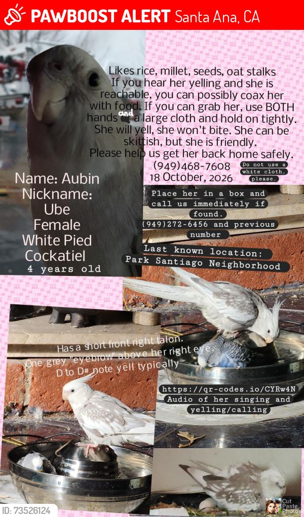 Lost Female Bird last seen Santiago Park Neighborhood starting from E 19th St, Lincoln Ave and Santiago St, Santa Ana, CA 92706