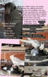 Lost Female Bird last seen Santiago Park Neighborhood starting from E 19th St, Lincoln Ave and Santiago St, Santa Ana, CA 92706