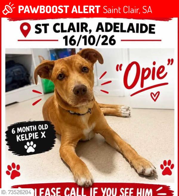 Lost Male Dog last seen Shops in st clair, Saint Clair, SA 5011